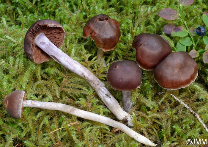 Cortinarius evernius