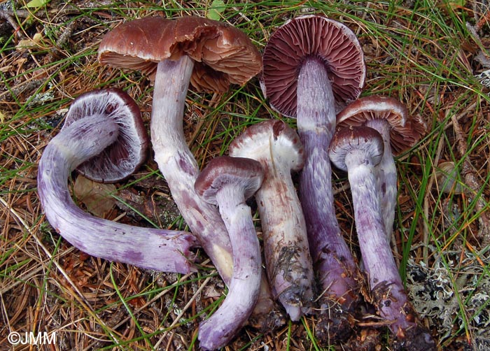 Cortinarius evernius