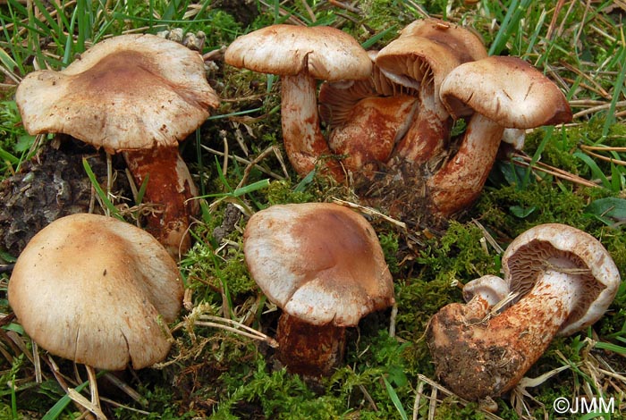 Cortinarius ferrugineipes