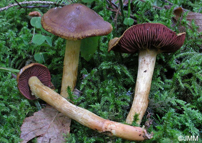 Cortinarius fervidus