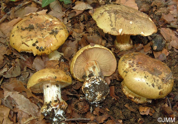 Cortinarius flavovirens