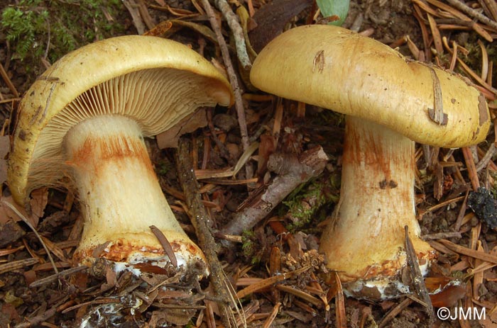 Cortinarius flavovirens