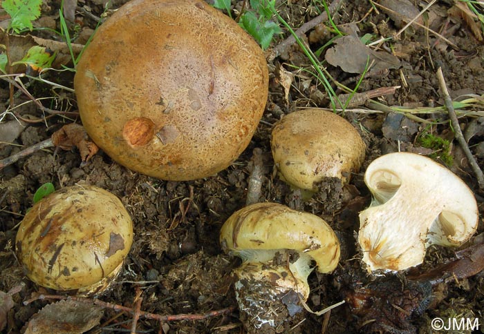 Cortinarius flavovirens