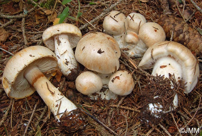 Cortinarius fraudulosus