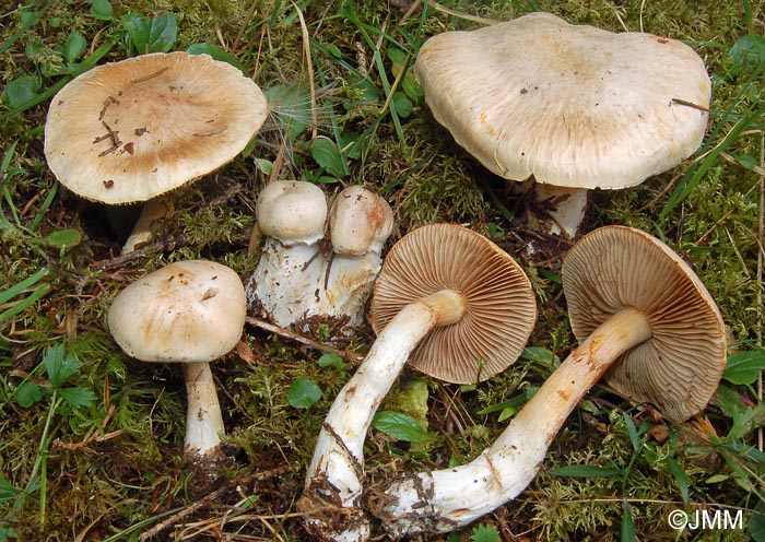 Cortinarius fraudulosus