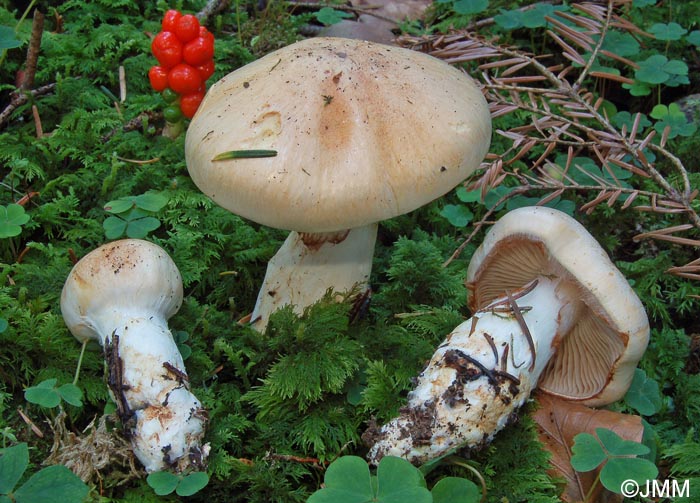 Cortinarius fraudulosus