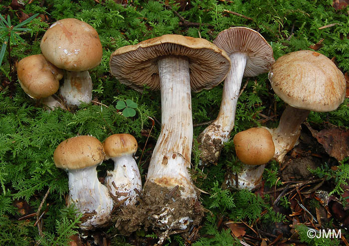 Cortinarius fulvoochrascens