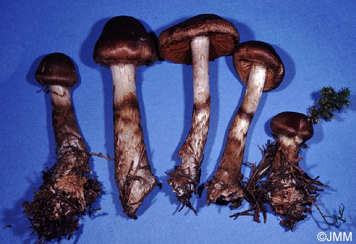 Cortinarius fuscoperonatus