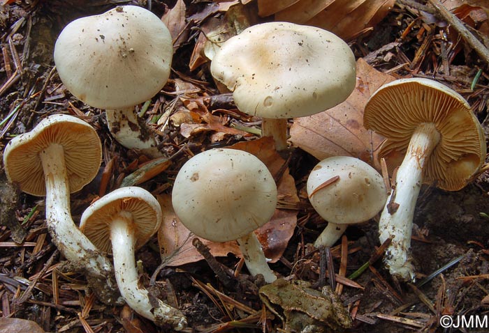 Cortinarius galeobdolon