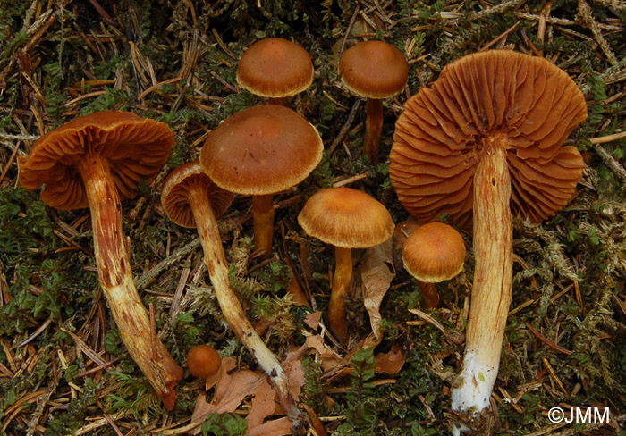 Cortinarius gentilis