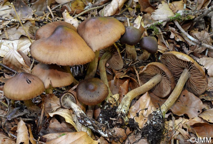 Cortinarius glandicolor