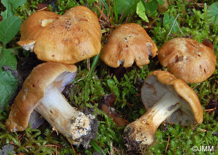 Cortinarius glaucopus