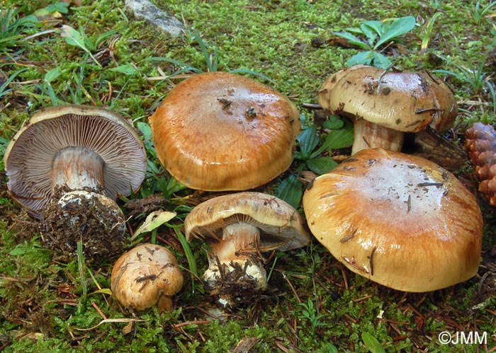 Cortinarius glaucopus