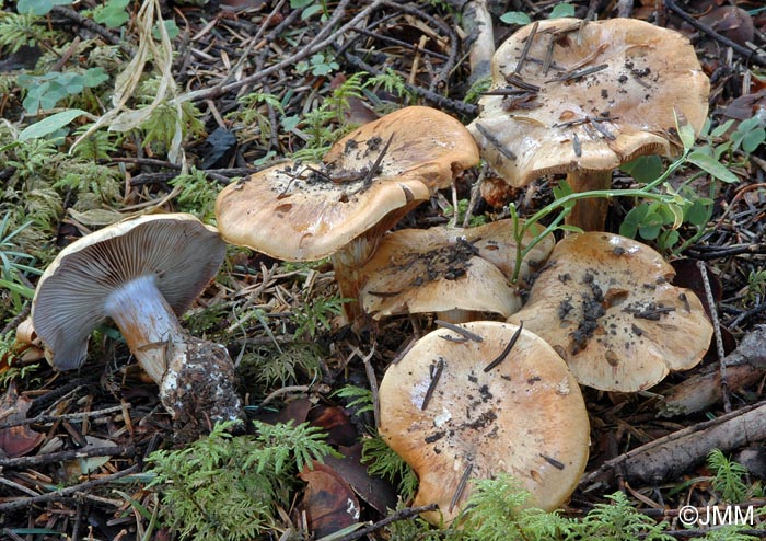 Cortinarius glaucopus