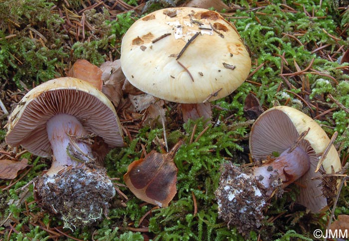 Cortinarius haasii