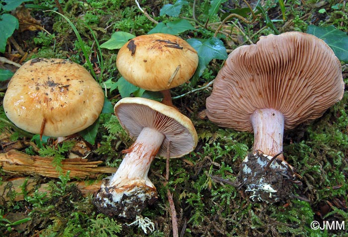 Cortinarius haasii