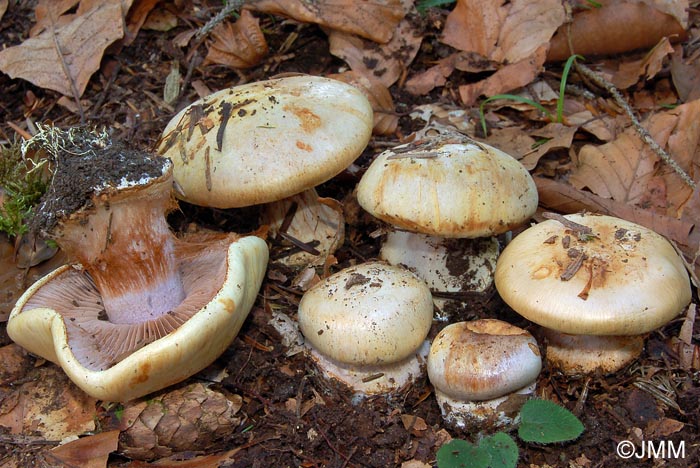 Cortinarius haasii