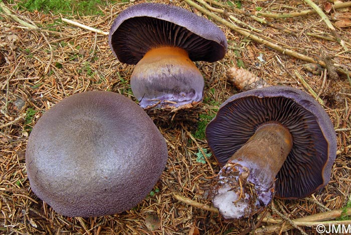 Cortinarius hercynicus = Cortinarius harcynicus