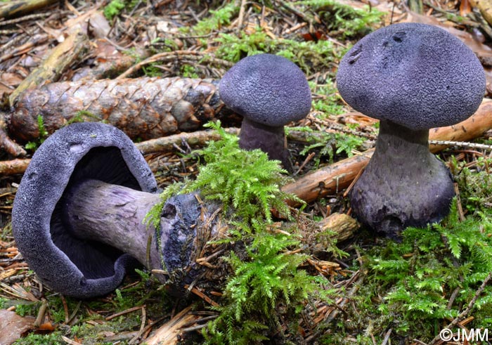 Cortinarius hercynicus = Cortinarius harcynicus