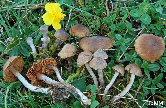 Cortinarius helianthemorum