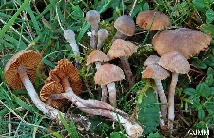 Cortinarius helianthemorum