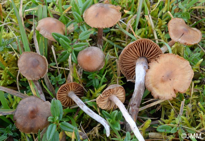 Cortinarius helianthemorum