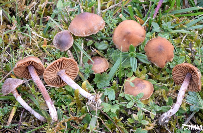 Cortinarius helianthemorum