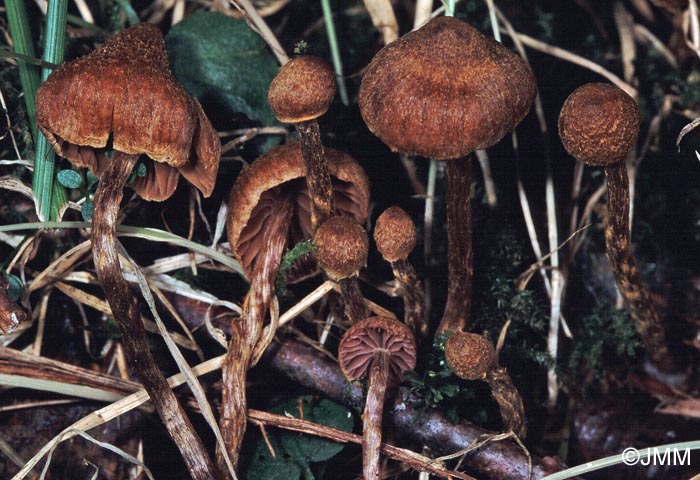 Cortinarius helvelloides