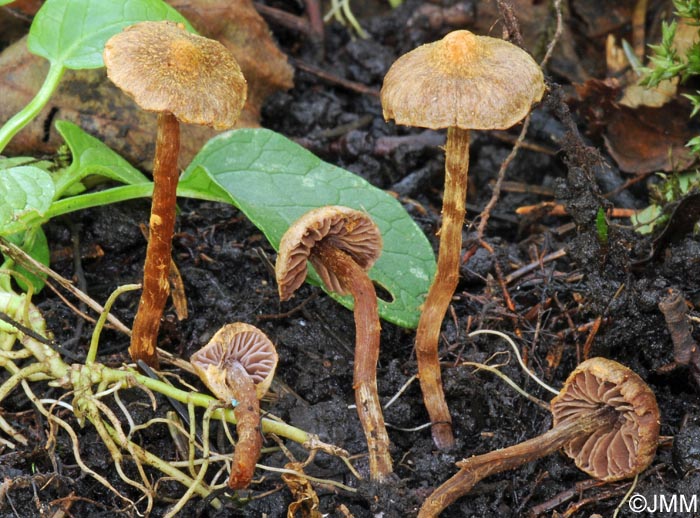 Cortinarius helvelloides