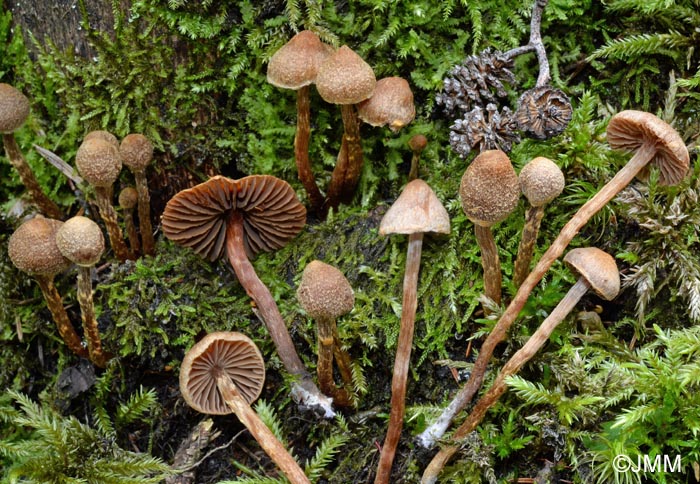 Cortinarius helvelloides