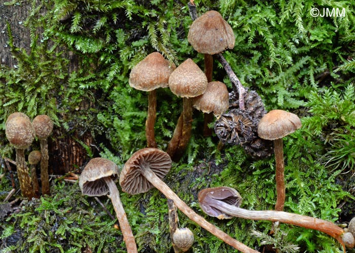 Cortinarius helvelloides