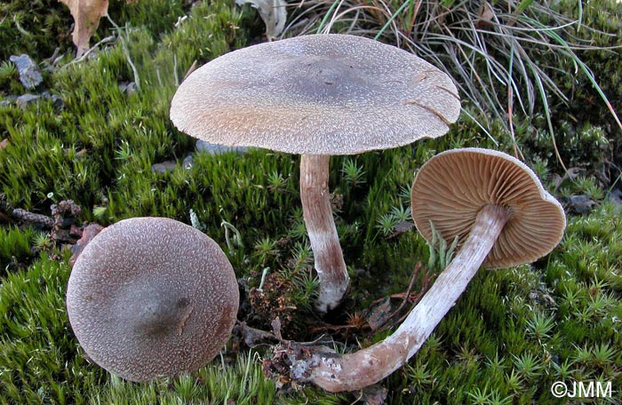 Cortinarius hemitrichus