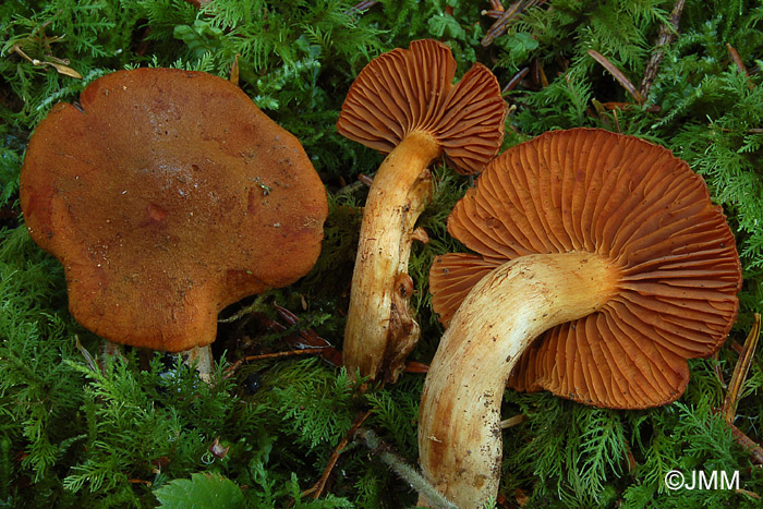 Cortinarius henrici