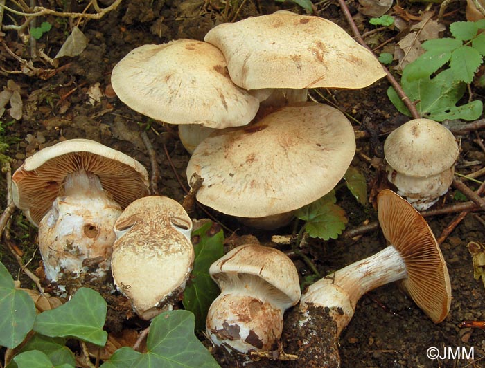 Cortinarius henryi =? Cortinarius rusticus