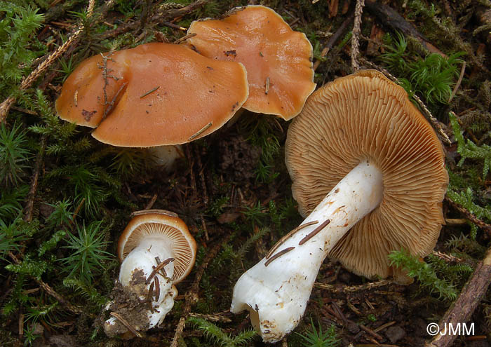 Cortinarius herbarum