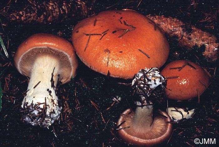 Cortinarius herbarum