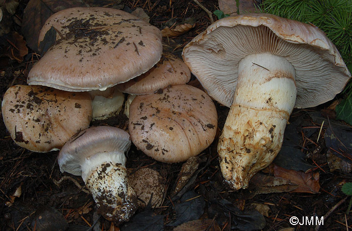 Cortinarius herculeus