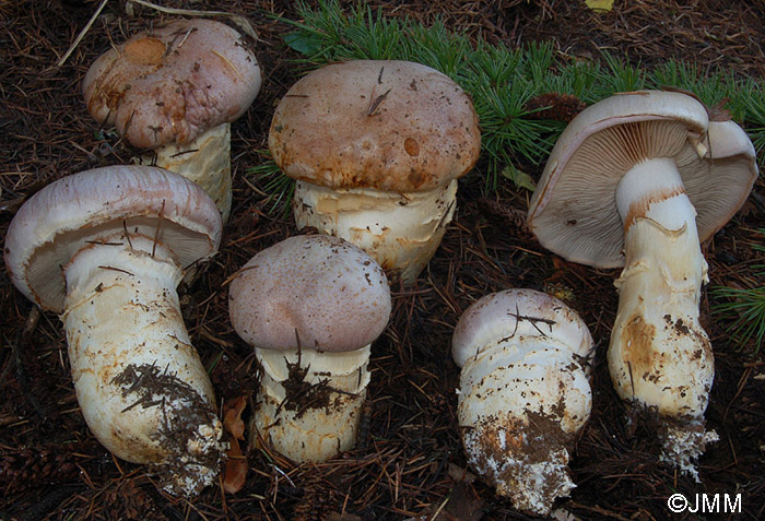 Cortinarius herculeus