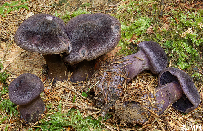 Cortinarius hercynicus