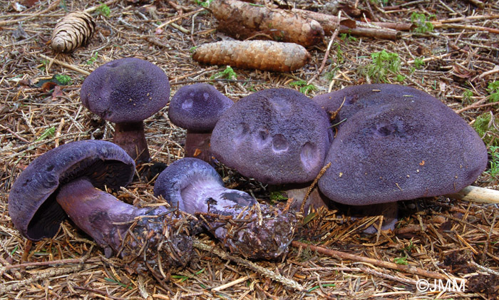 Cortinarius hercynicus