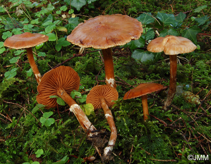 Cortinarius hinnuleus