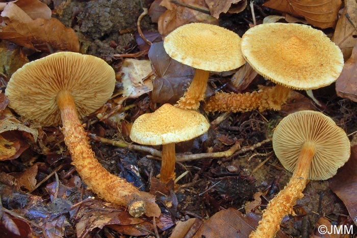 Cortinarius humicola