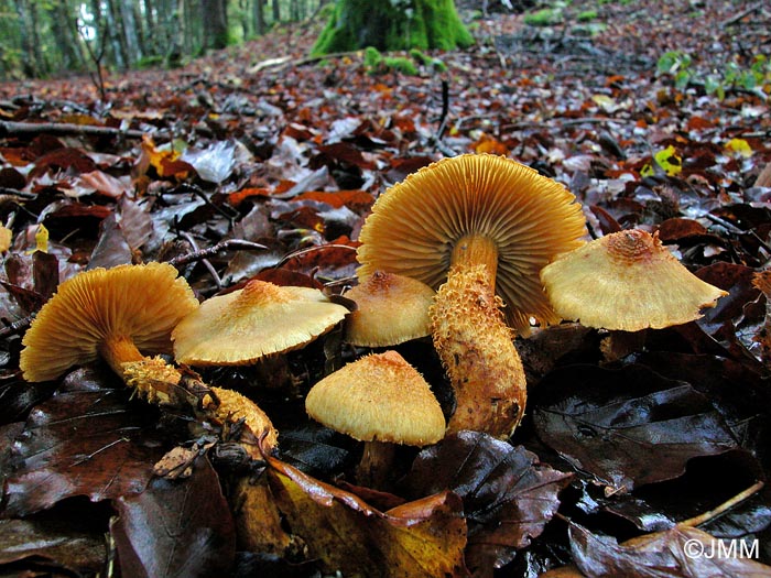 Cortinarius humicola