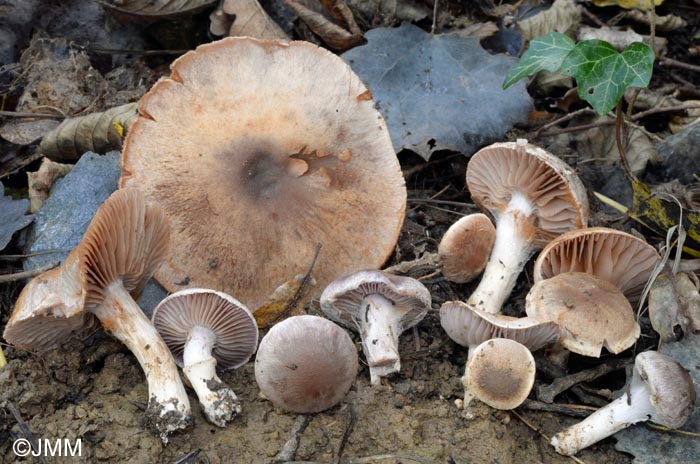 Cortinarius imbutus