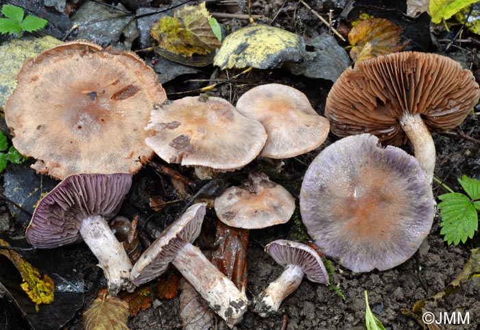 Cortinarius imbutus