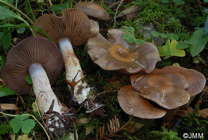 Cortinarius infractus