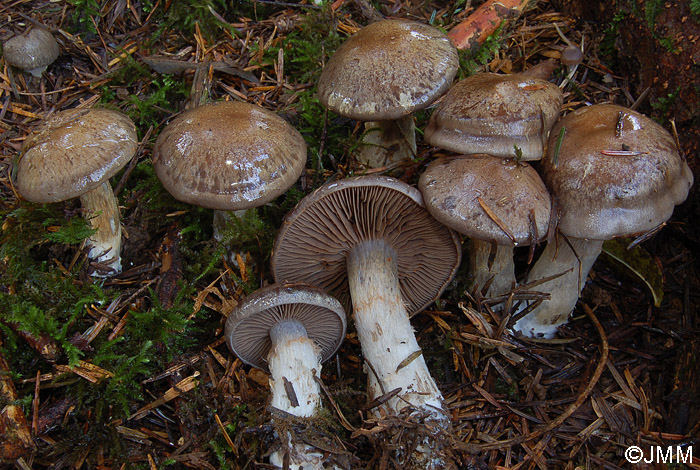 Cortinarius infractus