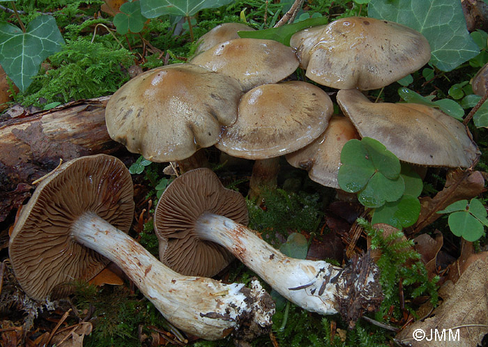 Cortinarius infractus