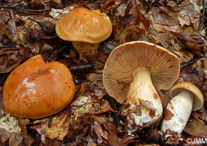 Cortinarius intentus