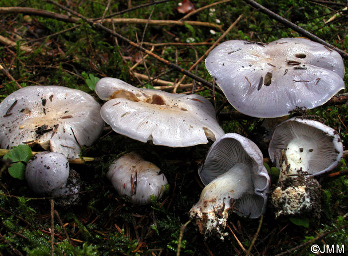 Cortinarius juranus